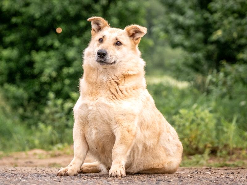 Cane in sovrappeso